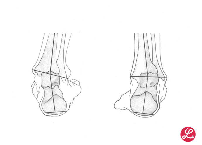LUNGE berät: Der menschliche Fuss - Anatomie