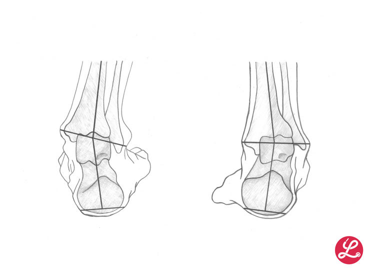 Der menschliche Fuß - Anatomie